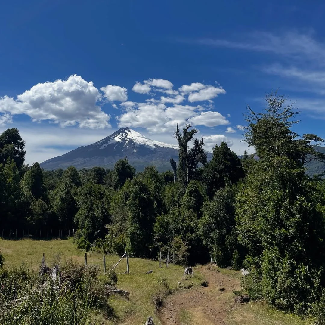Bosque Pinohuacho